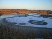 Northern Leopard Frog Habitat Enhancement Project