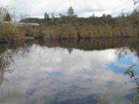 Gold Street Wetland Delineation