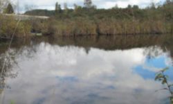 Gold Street Wetland Delineation