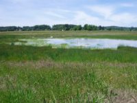 Pleasant Valley Mitigation Site: Sterns Creek Riparian Restoration