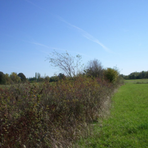 Remy Farm Consolidated Wetland Mitigation Site