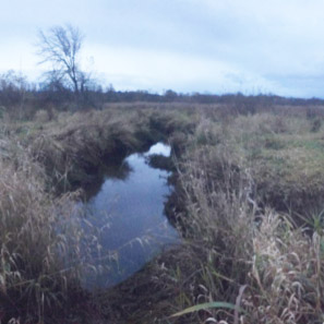 Willow Grove Advance Mitigation Site