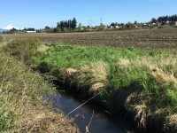 Banking on wetland restoration