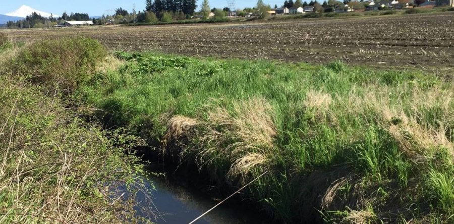 Banking on wetland restoration