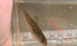 Pigeon Springs Fish Removal