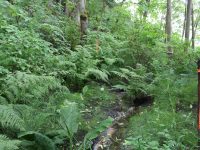 Pigeon Guillemot Bird Surveys