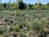 East Fork Lewis Wetland Mitigation Bank