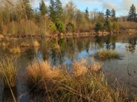 Wetland Mitigation and Ecological Consulting: Balancing Development and Environmental Conservation