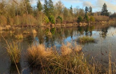 Wetland Mitigation and Ecological Consulting: Balancing Development and Environmental Conservation