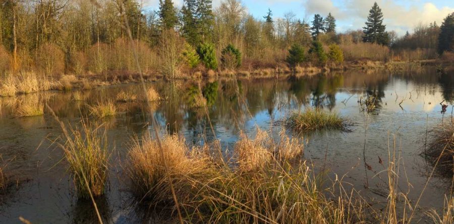 Wetland Mitigation and Ecological Consulting: Balancing Development and Environmental Conservation